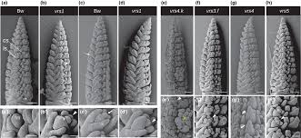 Attēlu rezultāti vaicājumam “Hordeum vulgare”