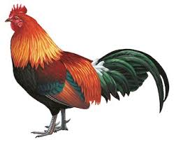 Attēlu rezultāti vaicājumam “Gallus”