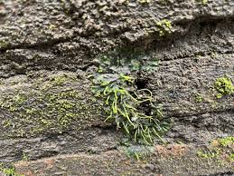 Attēlu rezultāti vaicājumam “Anthocerotopsida”