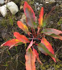 Attēlu rezultāti vaicājumam “Rumex aquaticus leaf”