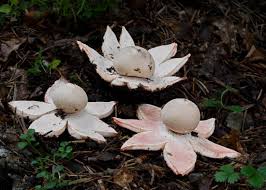Attēlu rezultāti vaicājumam “Geastrum rufescens”