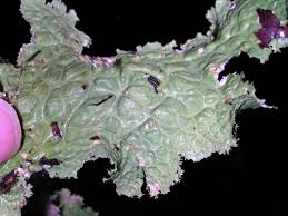 Attēlu rezultāti vaicājumam “Cribraria oregana spores”