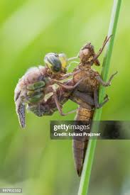 Attēlu rezultāti vaicājumam “Brachytron pratense”