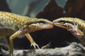 Attēlu rezultāti vaicājumam “Triturus vulgaris female”