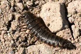 Attēlu rezultāti vaicājumam “Carabus cancellatus”