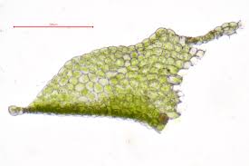 Attēlu rezultāti vaicājumam “Porella cordaeana”