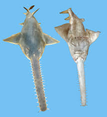 Image result for Pristis pristis