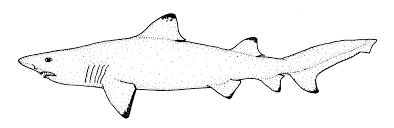 Image result for Odontaspis ferox