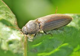 Attēlu rezultāti vaicājumam “Ampedus pomorum”