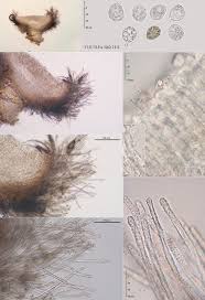 Attēlu rezultāti vaicājumam “Lachnella alboviolascens”