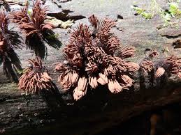 Attēlu rezultāti vaicājumam “Stemonitis splendens stalked”
