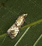 Attēlu rezultāti vaicājumam “Eupoecilia angustana”