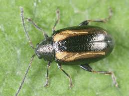 Attēlu rezultāti vaicājumam “Phyllotreta sp.”