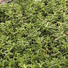 Image result for Sedum album `Coral Carpet`