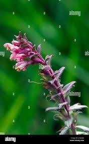 Attēlu rezultāti vaicājumam “Odontites vulgaris flower”