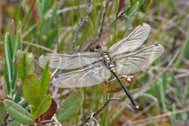 Attēlu rezultāti vaicājumam “Leucorrhinia albifrons female”