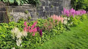 Image result for Astilbe