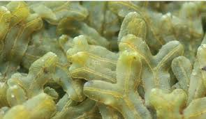 Attēlu rezultāti vaicājumam “Metzgeria violacea”