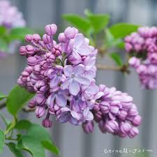 Attēlu rezultāti vaicājumam “Syringa vulgaris flower”