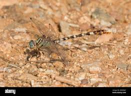 Attēlu rezultāti vaicājumam “Gomphidae”