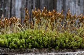 Attēlu rezultāti vaicājumam “moss”