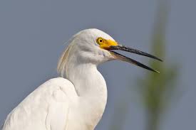 Image result for Egretta thula
