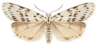 Attēlu rezultāti vaicājumam “Coscinia cribraria”