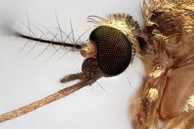 Attēlu rezultāti vaicājumam “Culex pipiens female”