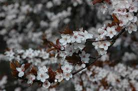 Attēlu rezultāti vaicājumam “Prunus cerasifera var. divaricata flower”