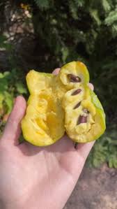 Attēlu rezultāti vaicājumam “Crepis paludosa fruit”