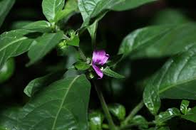 Attēlu rezultāti vaicājumam “Rosellinia desmazieri”