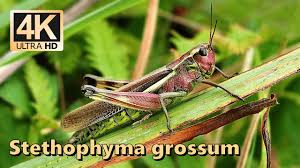 Attēlu rezultāti vaicājumam “Stethophyma grossum”