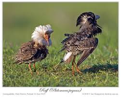 Attēlu rezultāti vaicājumam “Philomachus pugnax”