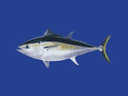 Image result for Thunnus maccoyii
