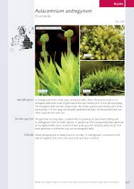 Attēlu rezultāti vaicājumam “Aulacomnium androgynum sporophyte”