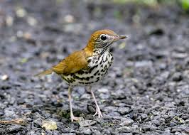 Image result for Hylocichla mustelina