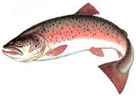 Image result for Salmo ezenami