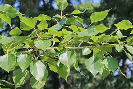 Attēlu rezultāti vaicājumam “Populus x jackii flower”
