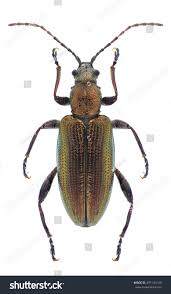 Attēlu rezultāti vaicājumam “Donacia dentata”