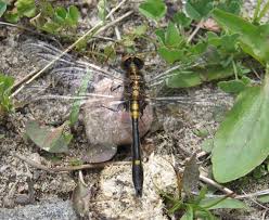 Attēlu rezultāti vaicājumam “Leucorrhinia caudalis male”