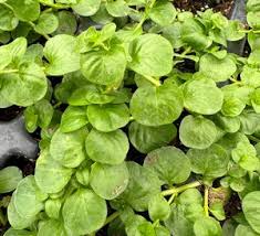 Attēlu rezultāti vaicājumam “Lysimachia nummularia leaf”