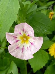 Image result for Convolvulus tricolor