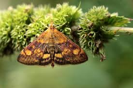 Attēlu rezultāti vaicājumam “Pyrausta purpuralis”