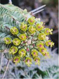 Attēlu rezultāti vaicājumam “Carex dioica male flower”