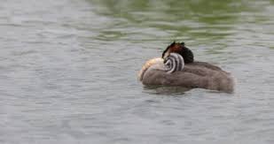 Attēlu rezultāti vaicājumam “Podiceps cristatus juvenile”