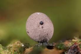 Attēlu rezultāti vaicājumam “Cribraria cancellata var. fusca spores”