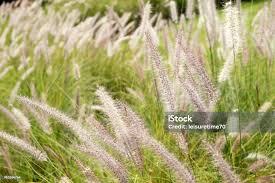 Attēlu rezultāti vaicājumam “Gramineae”