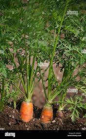 Attēlu rezultāti vaicājumam “Daucus sativus”