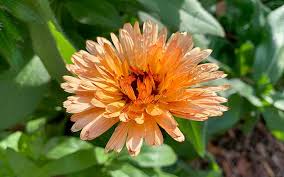 Attēlu rezultāti vaicājumam “Calendula officinalis flower”