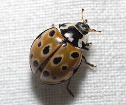 Attēlu rezultāti vaicājumam “Anatis ocellata”